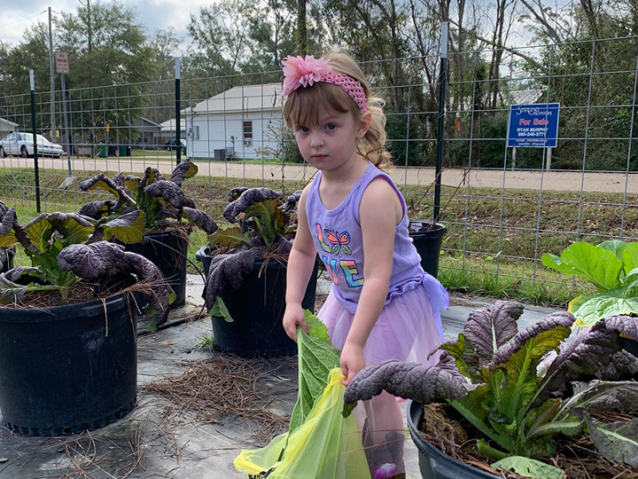 Photo of Planting/Harvesting