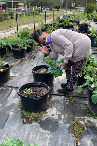 photo of planting/harvesting in garden